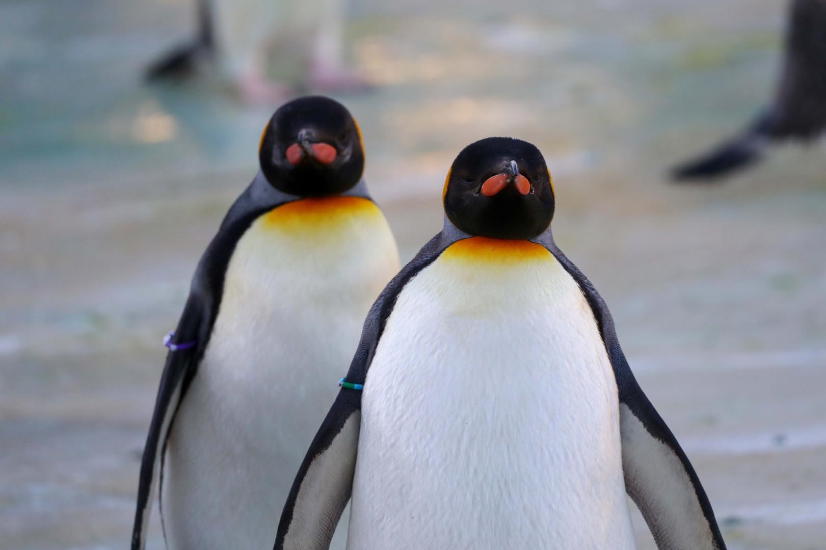 King penguins Sir Nils Olav and Alfie walking together in enclosure facing camera Image: ALLIE MCGREGOR 2024